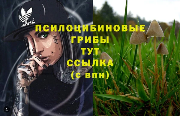 прущие грибы Алзамай